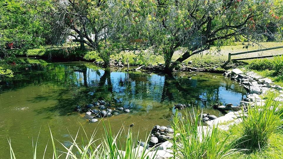 Look for turtles and raptors at McGough Nature Park