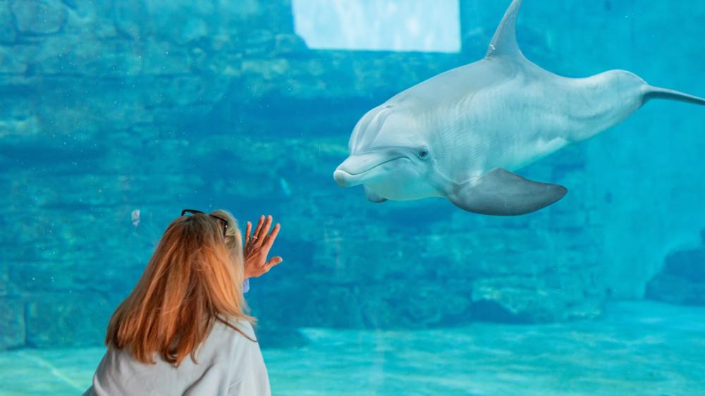 Clearwater Marine Aquarium