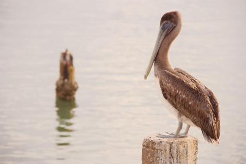 Wildlife Watching Around Indian Shores