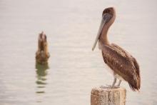 Wildlife Watching Around Indian Shores